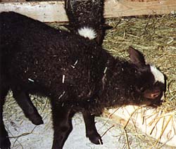 english_cheep_35.jpg (23779 bytes)
