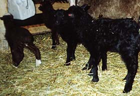 gardsvisningar_lamm_3.jpg (23352 bytes)