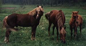 hastar_2.jpg (16497 bytes)