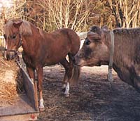oppettider_hingst_19.jpg (19199 bytes)