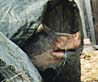 pa_varan_gard_32.jpg (9730 bytes)