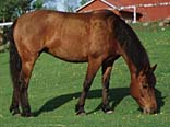 pa_varan_gard_47.jpg (13084 bytes)