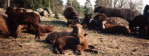 vad_hander_i_sommar_flocken_17.jpg (19556 bytes)